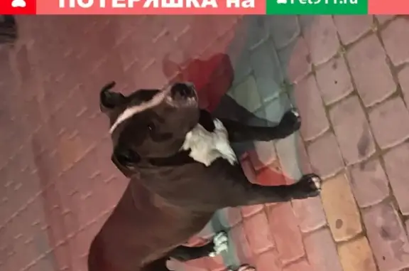 Собака Девочка найдена в Краснодаре, ЖК Империал.