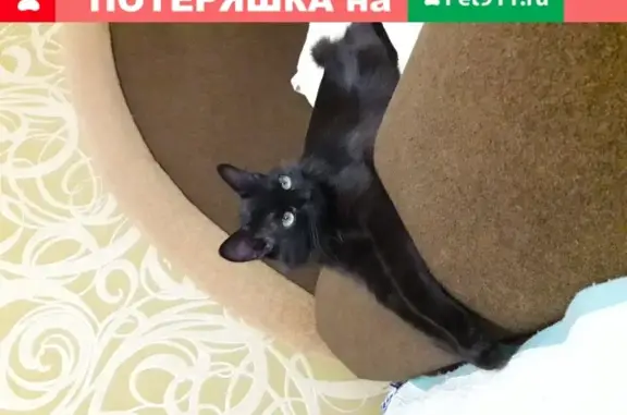 Кошки потеряшки, , фото: Потеряшка кошка на ул. Горького, г. Алушта