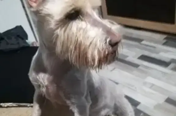 Найдена собака в Витебске