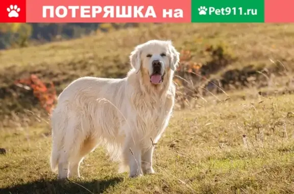 Пропала собака возле Кожинского карьера, Щелково, Московская область