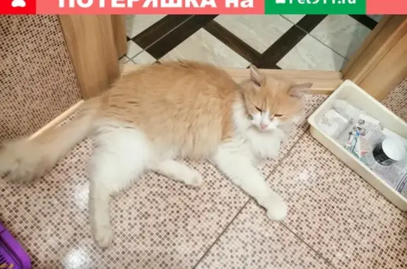 Найден пушистый кот Рыжий в Кирове