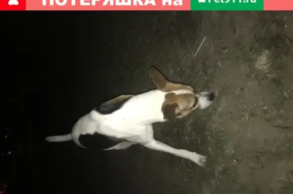 Собака Кобель на Пролетарском проспекте, Москва.