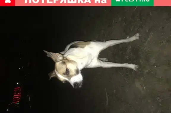 Найден кобель без ошейника у метро Кантемировская