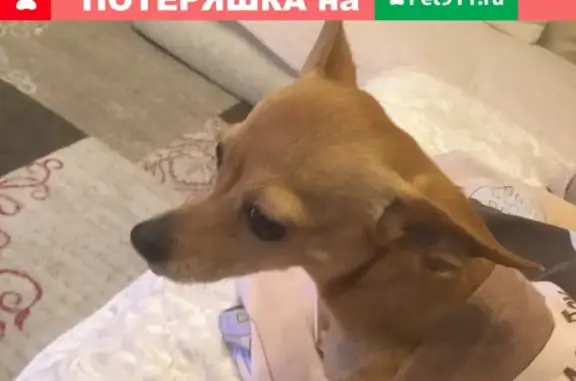 Пропала собака в Оренбурге на ул. Родимцева-Просторная