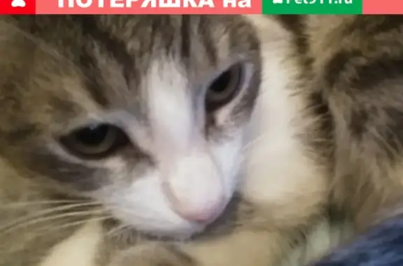 Пропала кошка на Борисоглебского 30
