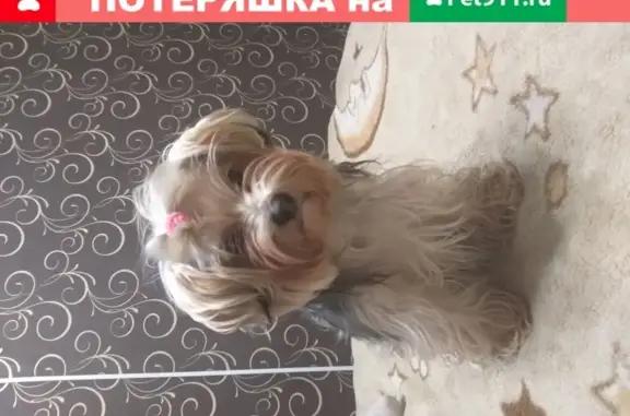 Потерянные животные Пенза, фото: Пропала собака Моня на ул. Кулакова 9, Пенза