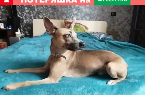 Найдена собака в районе городского аэропорта, Новосибирск
