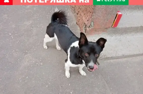 Собака найдена на ул. Волкова 65А в Йошкар-Оле.