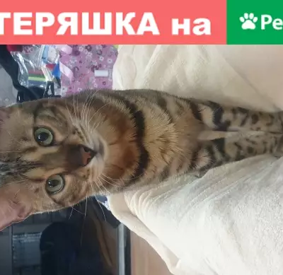 Пропал бенгальский кот Васька в СНТ Юность-2, Щелковский район