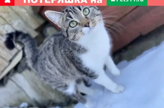 Пропала кошка Соня в Домодедово