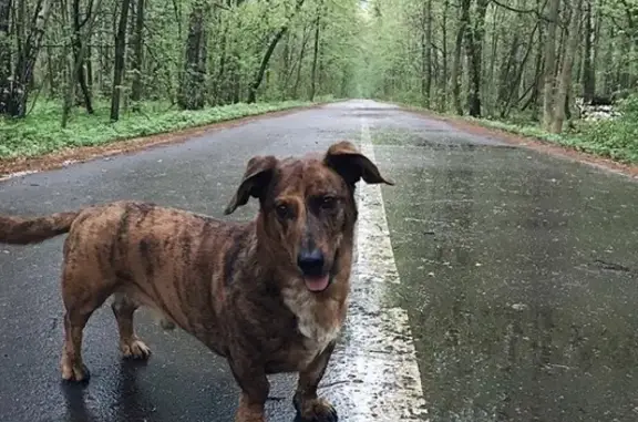 Пропала собака Тарик на Алтуфьевском шоссе