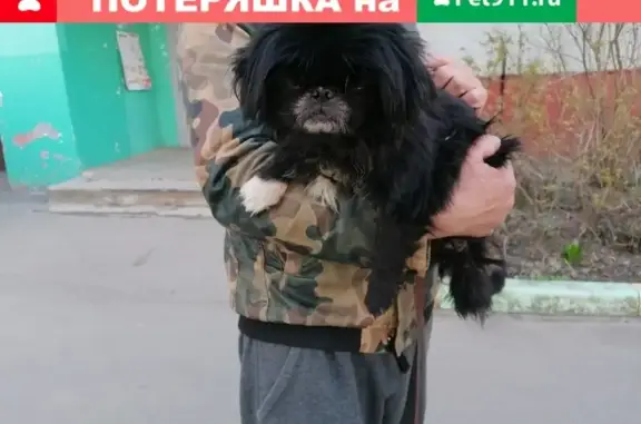 Собака Пекинес найдена в Калуге.
