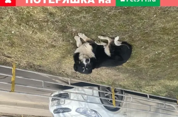 Собака без хозяина на ул. Феодосийская, 11 (Москва)