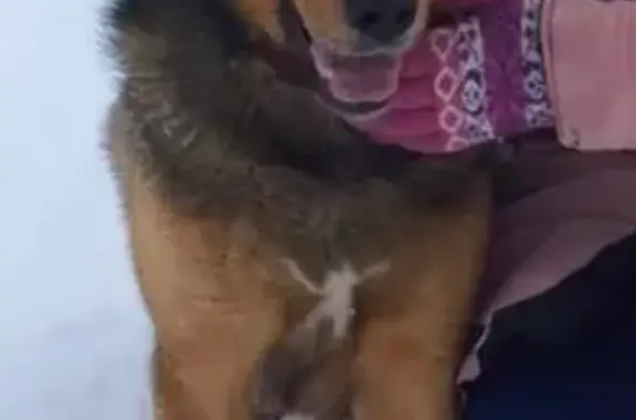 Пропала собака в Казани на Танковом кольце