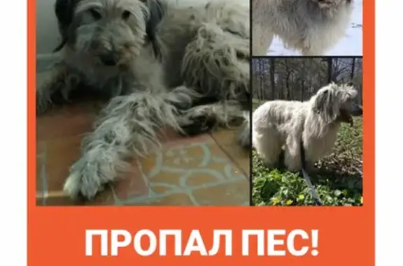 Пропала собака в Егорьевске, ищем серого терьера