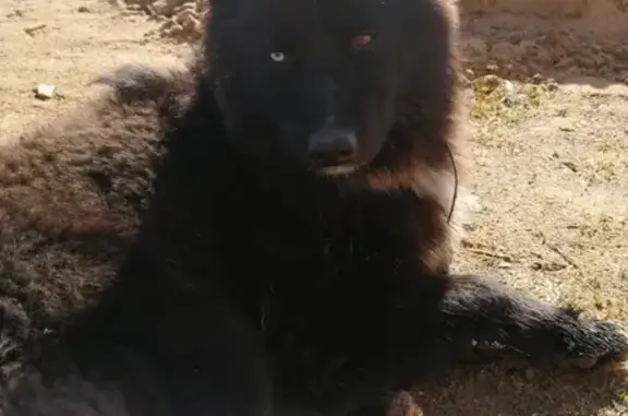 Найдена собака с разным цветом глаз в Сергиево-Посадском районе