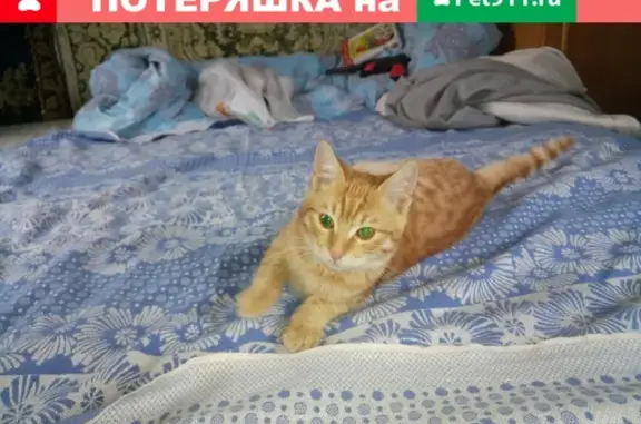 Пропала кошка в Севастополе, СТ 