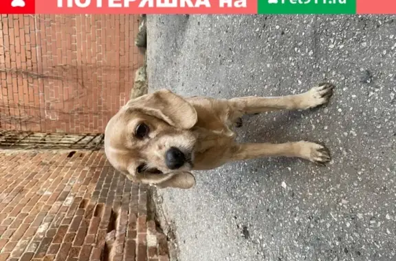 Найдена собака в Старой части города, Самара, Россия