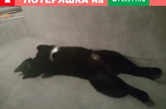 Пропала кошка на ул. Комсомольской 48, Фаниполь, Беларусь.