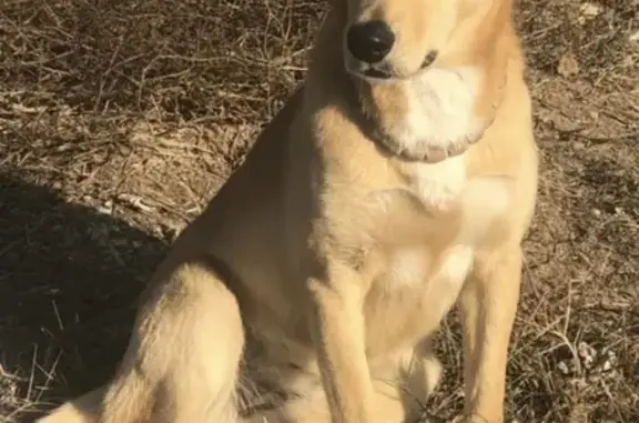 Собаки потеряшки, , фото: Потеряшка собака Лайма в Севастополе