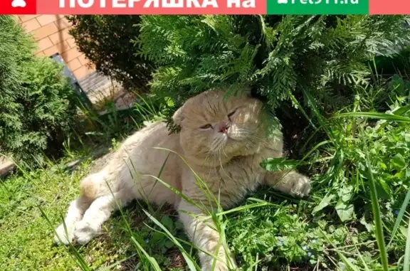 Пропала кошка на ул. Ростовской, нужна помощь!