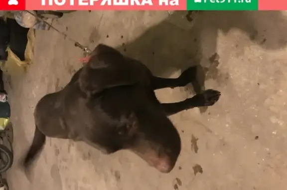 Собака найдена на улице Фестивальная Аллея