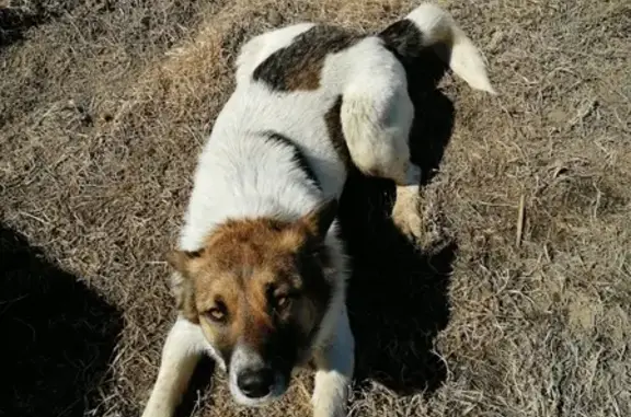 Собака с оранжевым ошейником найдена в Красной Речке