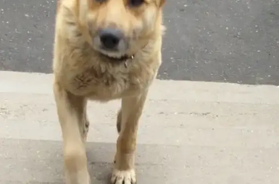 Найдена собака на ул. Фучика-82