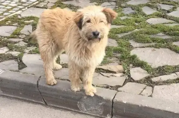 Собака прибилась к закрытой территории в Москве, нужен хозяин!