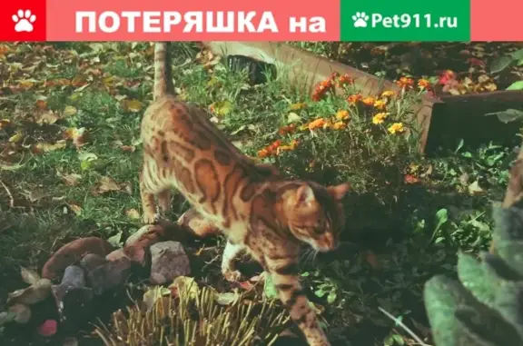 Кошки потеряшки, , фото: Потеряшка кошка в Канаше, Чувашия, Россия