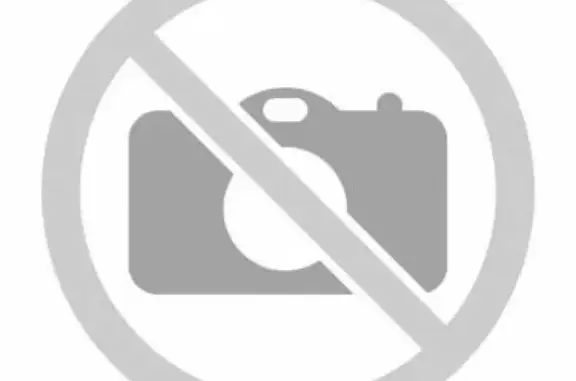 Собаки потеряшки, Красноярск, фото: Потеряшка собака на ул. Воронова 16, Красноярск