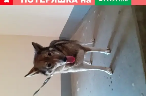 Найдена собака в Гатчине на ул. Слепнева