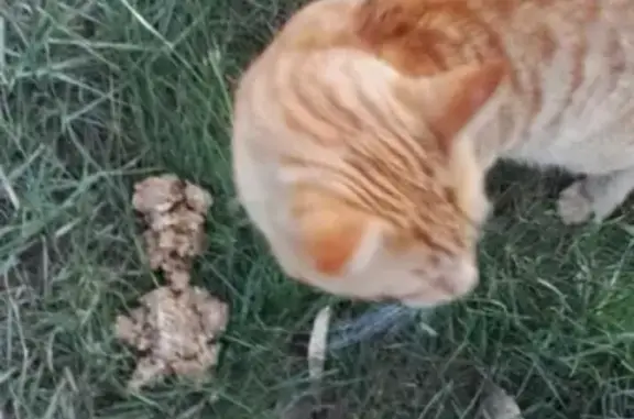 Срочно! Найден молодой котик в Красноармейском районе