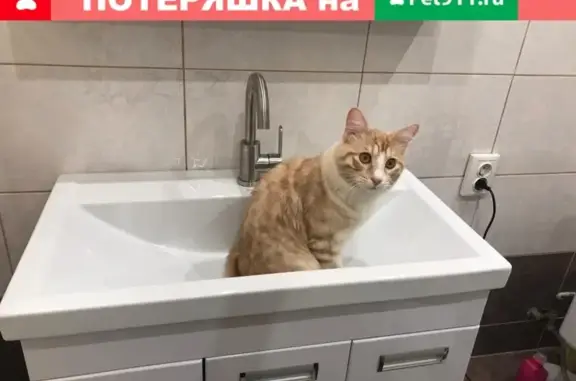 Пропала кошка в СНТ Спутник, Уфимский район, Башкортостан.