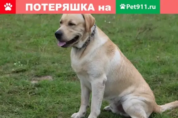 Пропала собака Оскар, адрес: Смоленск, ул. Багратиона, 61