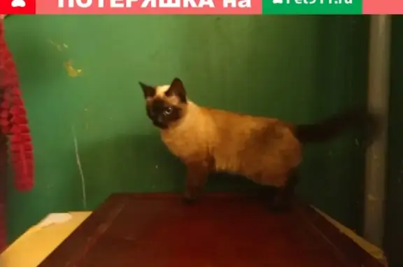 Сиамская кошка найдена в Воронеже