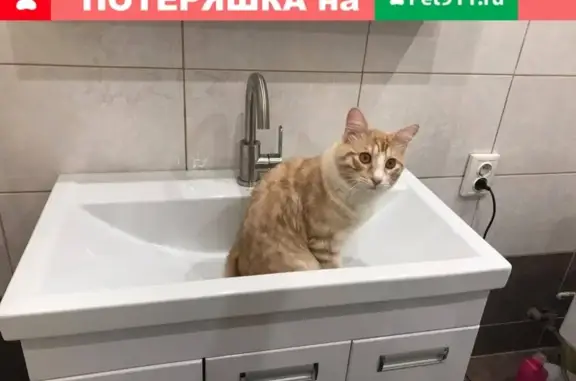Пропал кот без хвоста в Чесноковке (Уфа)
