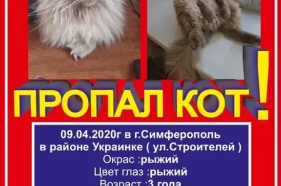 Пропала кошка на ул. Строителей в Симферополе