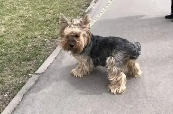 Собака найдена возле «Пятерочки» на Мурановской