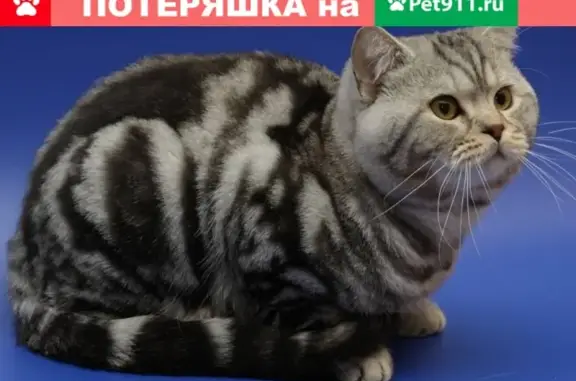 Кошки потеряшки, Октябрьский, фото: Потеряшка кошка, британский мраморный страйт, г. Октябрьский, вознаграждение!