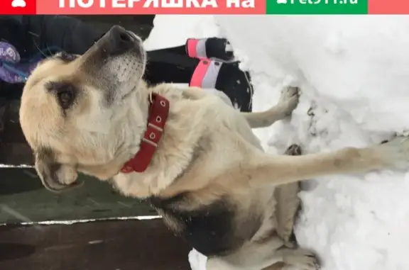 Пропала собака на Черняховского, Новосибирск.