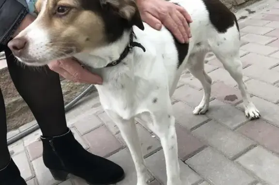 Найдена собака на Железнодорожной улице