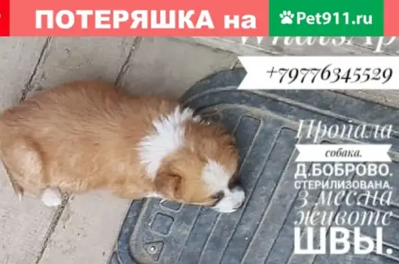 Пропала собака в Боброво, помогите найти!