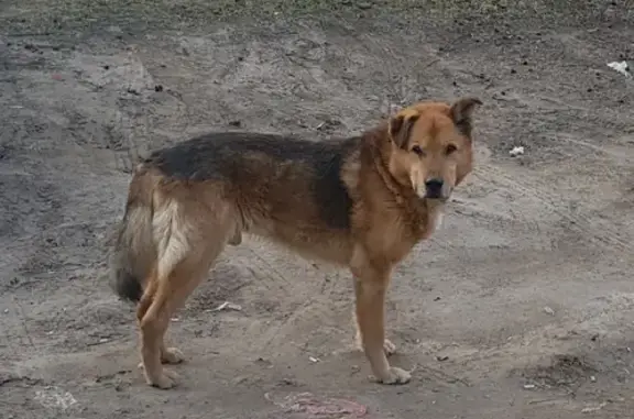 Собака найдена на Батумской в Нижнем Новгороде.