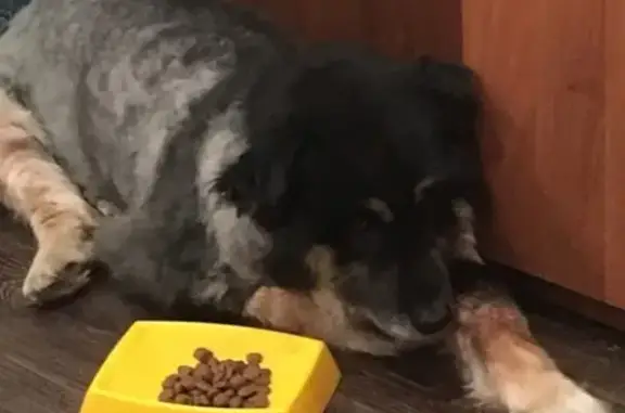 Собаки потеряшки, Нижний Новгород, фото: Потеряшка собака на улице Фучика, Автозавод, нужна помощь!