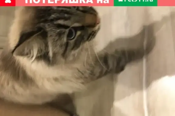 Найдена кошка в Ново-савиновском р-не, ищем хозяина
