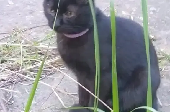 Найден черный котик в Краснодаре