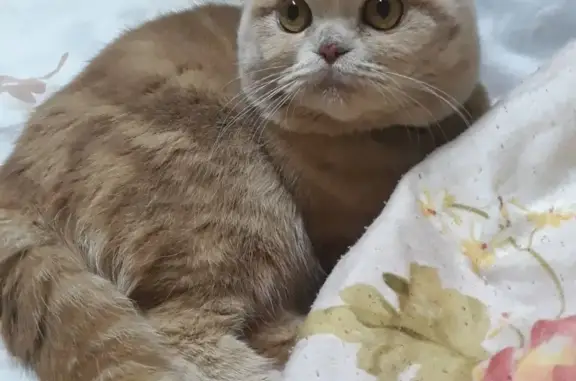 Кошки потеряшки, Суворов, фото: Потеряшка кошка на ул. Суворова, Тульская обл.