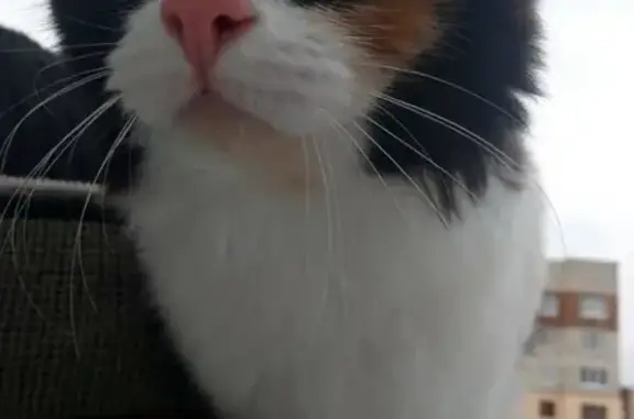 Потерянные животные Дзержинск, фото: Пропала трехцветная кошка в Дзержинске.