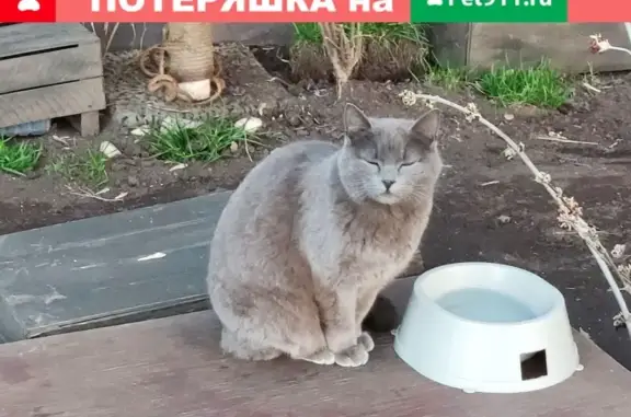 Найдена кошка на ул. Стрелецкая, Москва